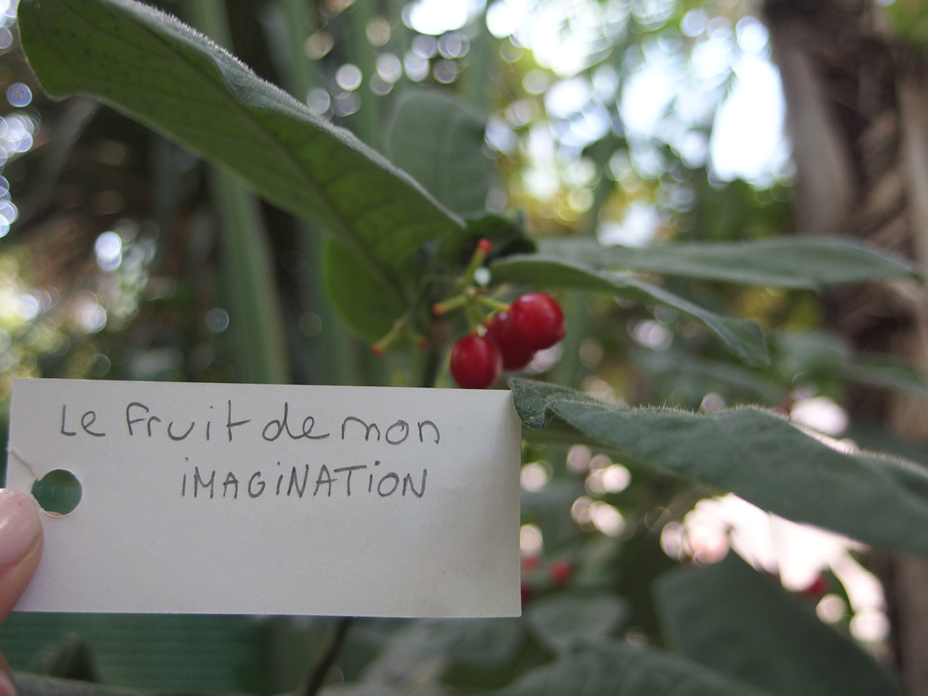 Restitution Stage – Haïku ou l’apport du texte