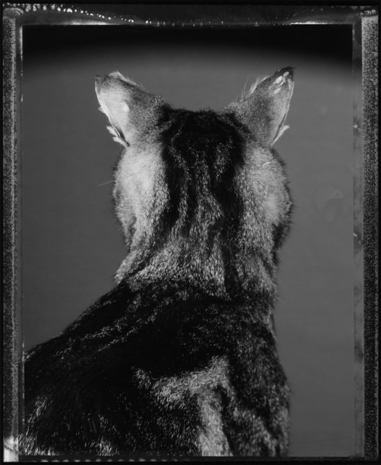 Le chat et ses photographes