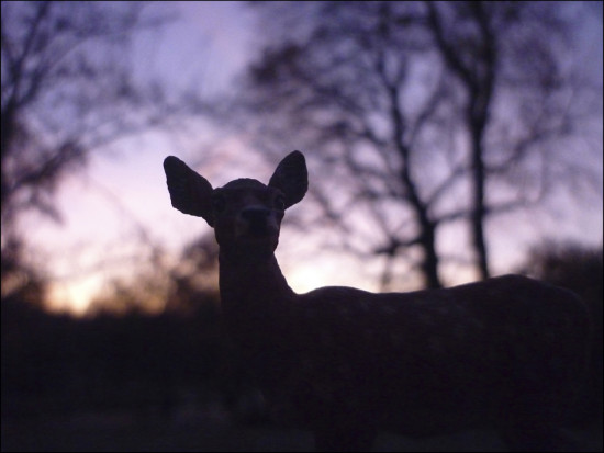 Bestiaire