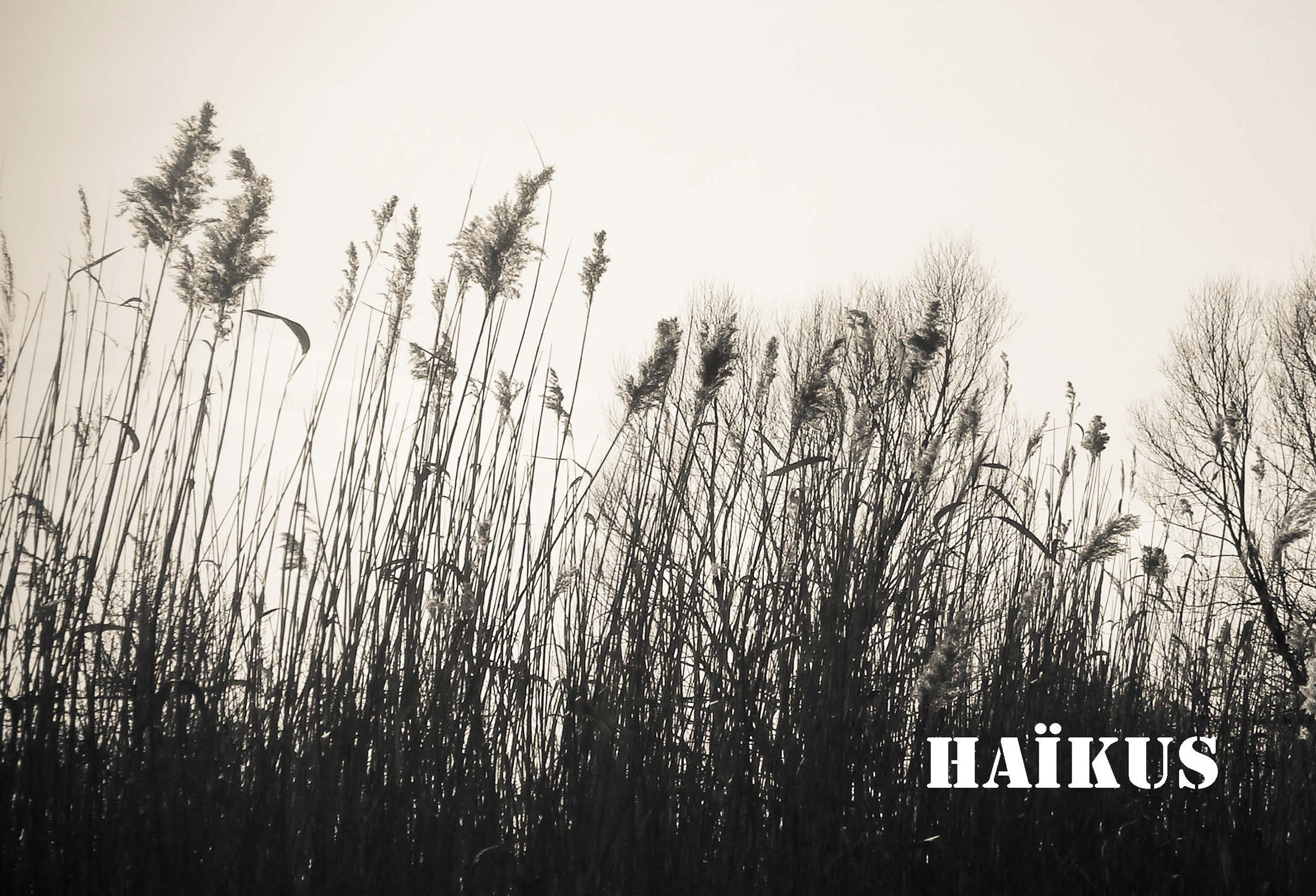 Restitution PEAC – Haïkus