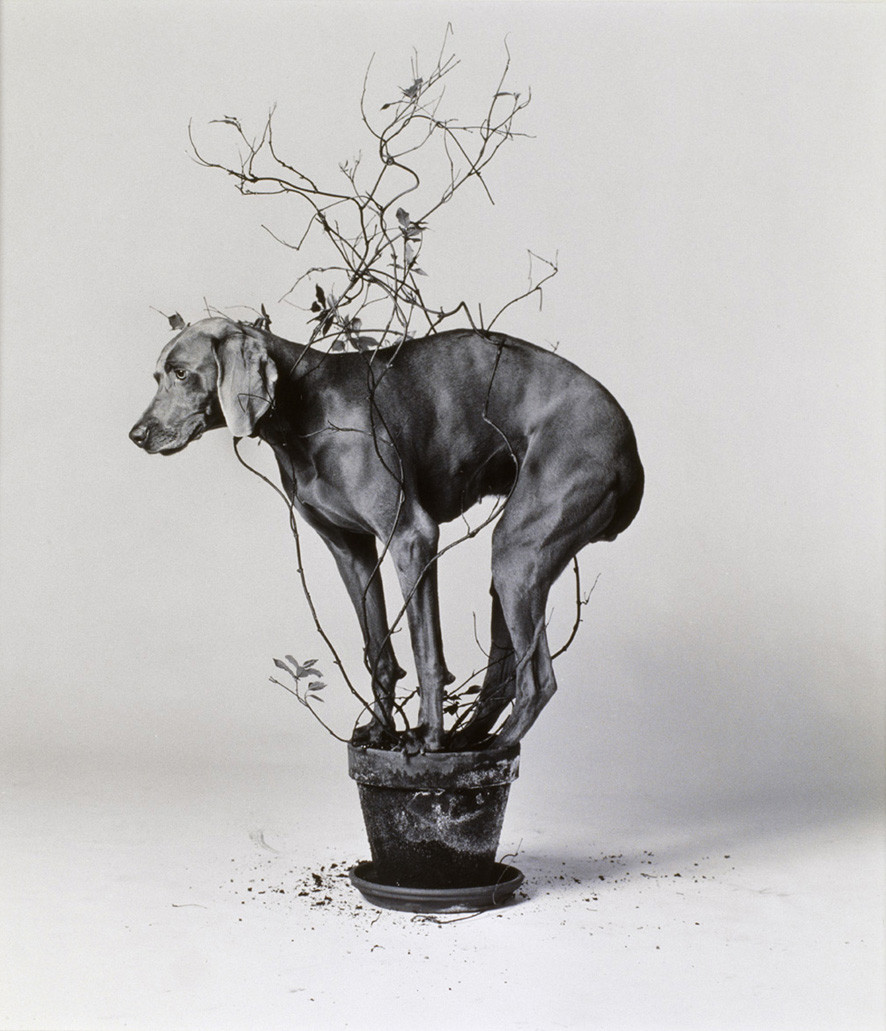 1 œuvre, 1 minute – William Wegman