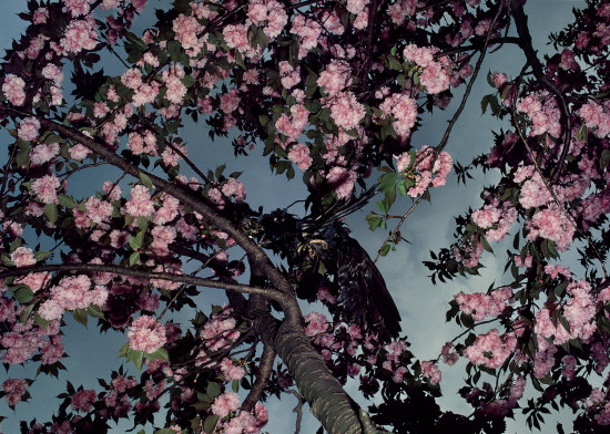 Exposition Moriyama – Tomatsu : Tokyo