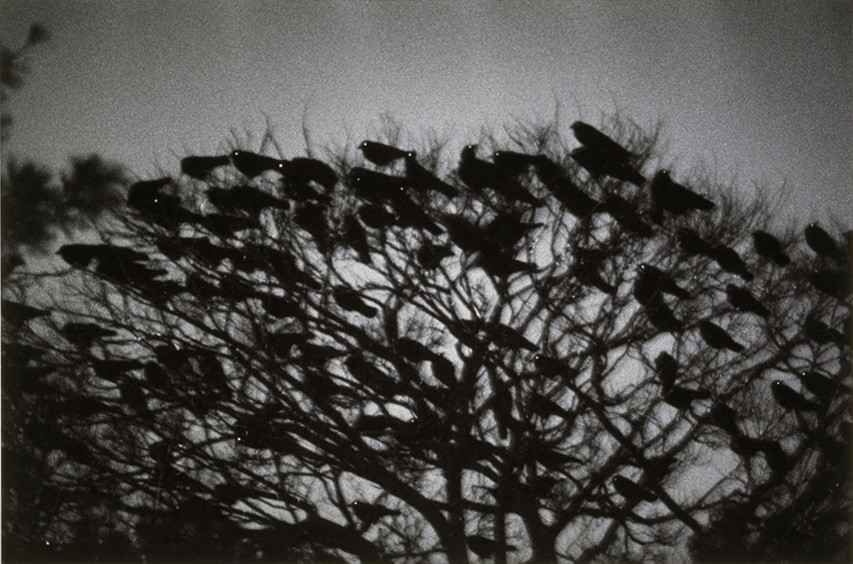 1 œuvre, 1 minute – Masahisa Fukase