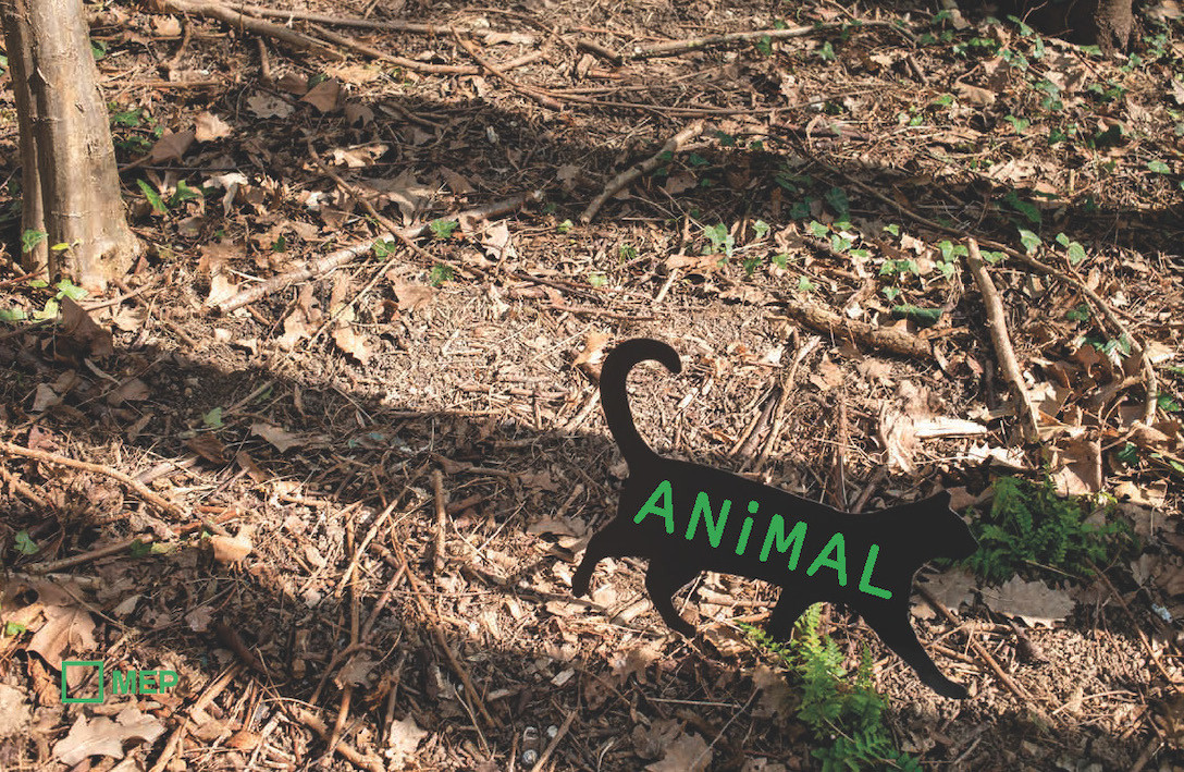 Restitution PEAC – Animal