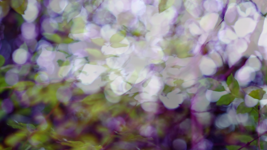 « Nature Never Hurries » : carte blanche Light Cone