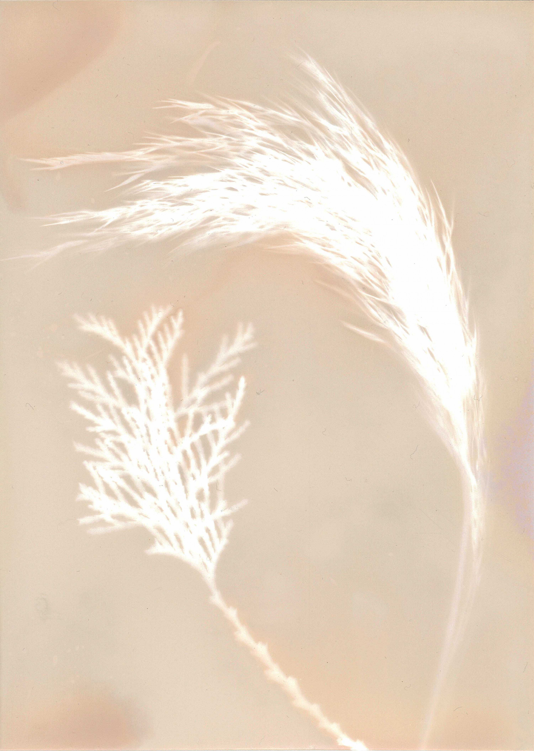 Restitution – Atelier Chimigramme