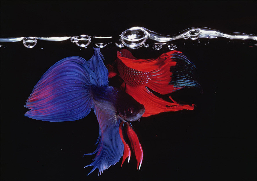 Poissons en réflexion