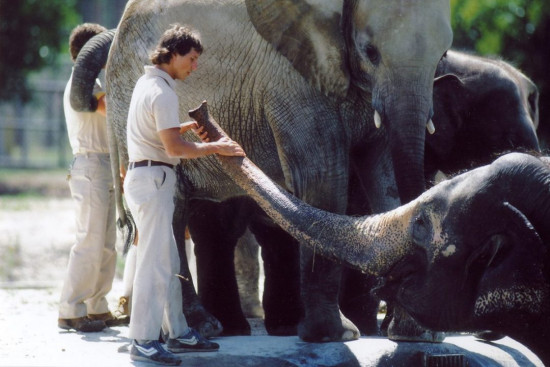 Projection du film <em>Zoo</em>, de Frederick Wiseman