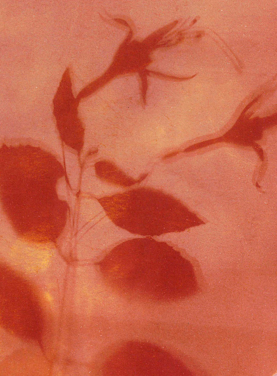 Atelier de pratique – Anthotype, photographie végétale