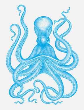 Octopus