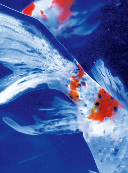 Ninagawa – Eternity in a Moment Vol 3