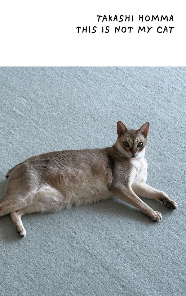Homma – This Is Not My Cat